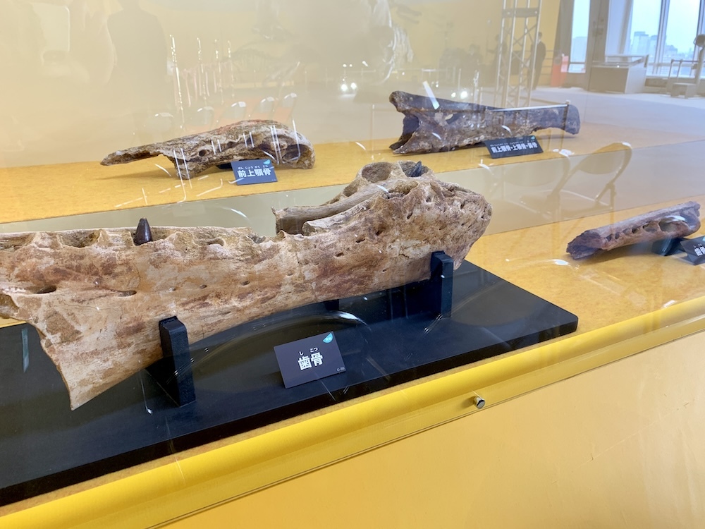 スピノサウルスの実物化石標本（個人蔵）