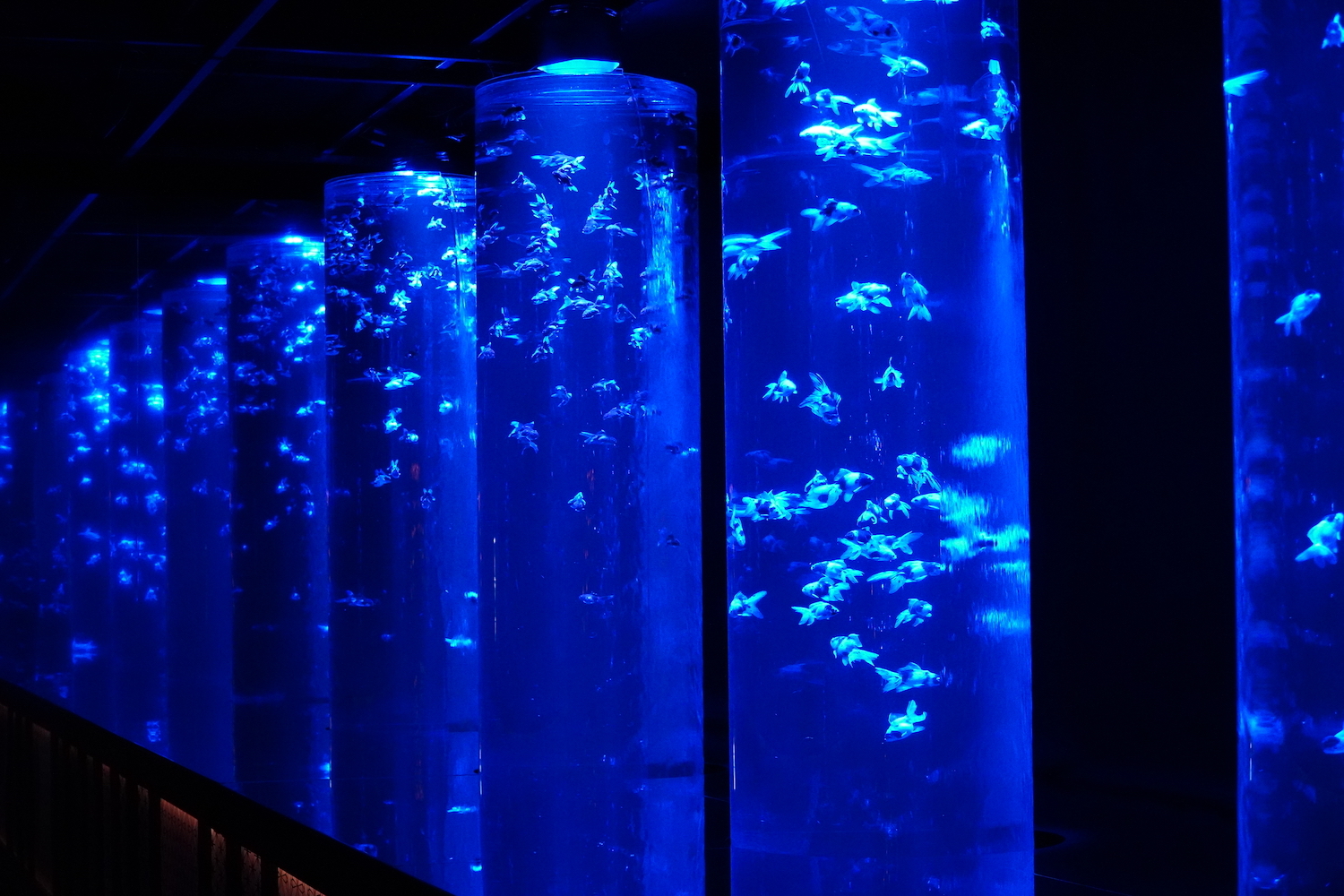 金魚の回廊