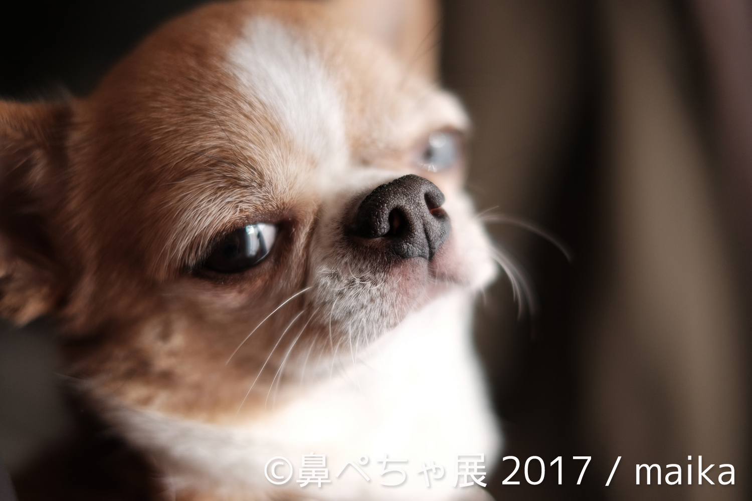 『鼻ぺちゃ展 2017』