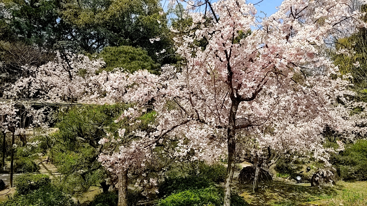 平安神宮南神苑の紅しだれ桜・4日現在満開！