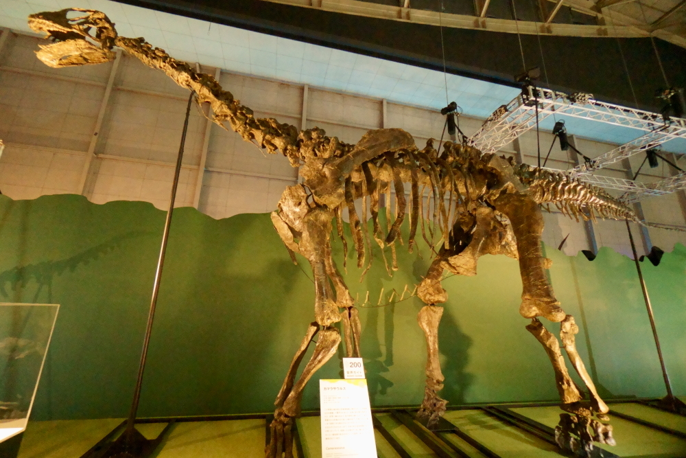 カマラサウルスは後期ジュラ紀を生きた竜脚類の恐竜で、ブラキオサウルスがちょっと小型になったような姿をしている