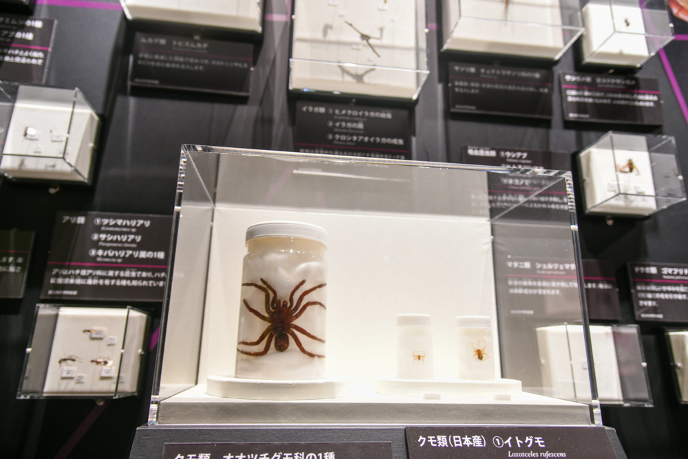 「毒虫」の展示