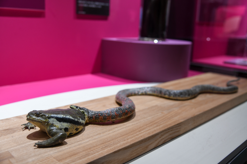 「ヤマカガシ」の展示