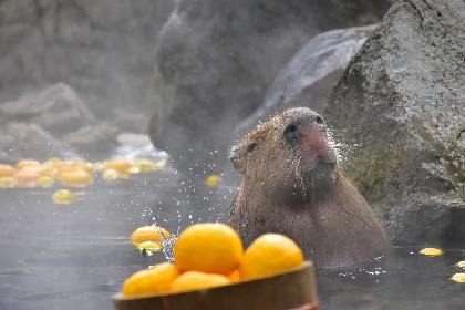 伊豆シャボテン動物公園で38年目の「元祖カピバラの露天風呂」開催