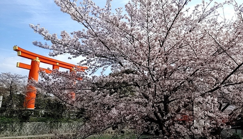 平安神宮大鳥居前の桜