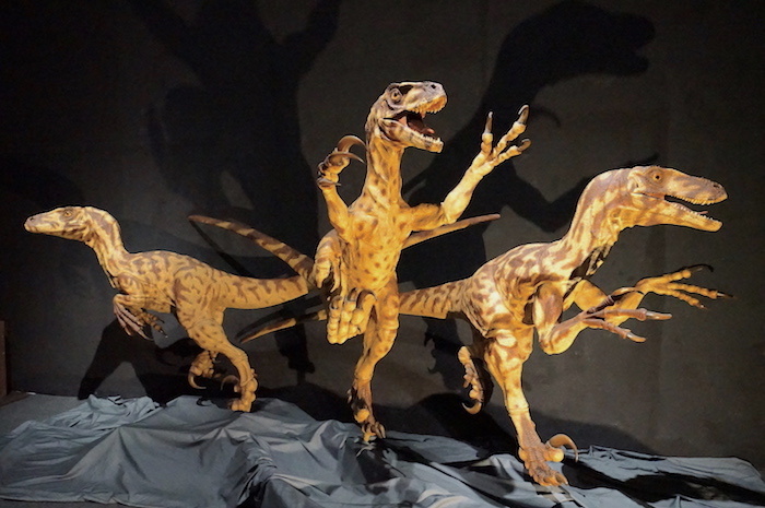 ドロマエオサウルス科の恐竜復元模型