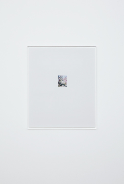 林檎の木 6 2017  c-print, frame: acrylic 63.1 × 52.8 cm ©Yoshihiko Ueda, Courtesy of Tomio Koyama Gallery 