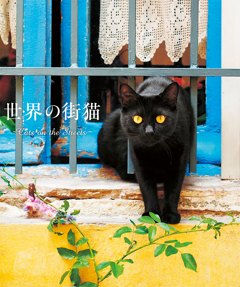 『世界の街猫』