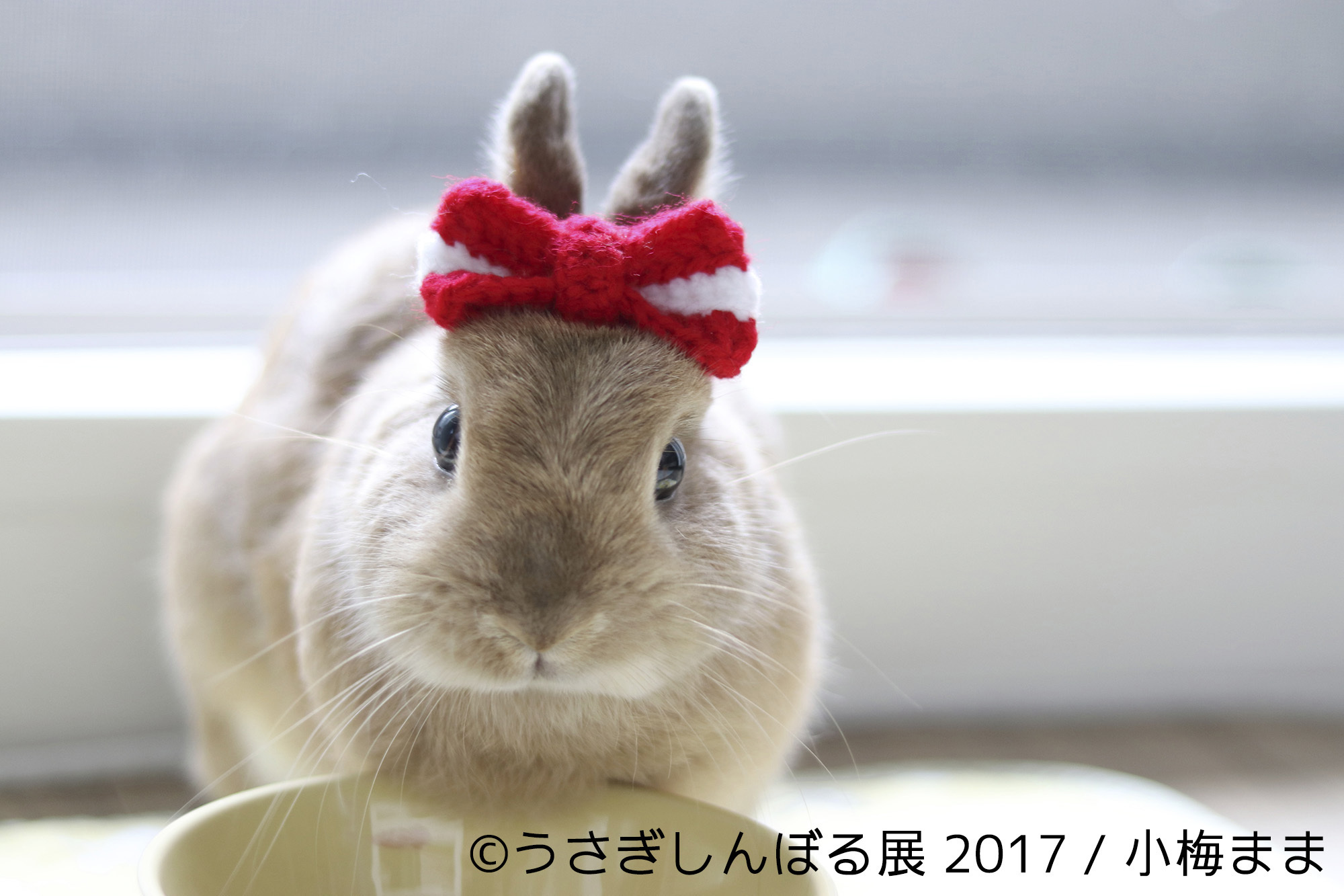 画像 うさぎしんぼる展 17 が開催 インスタグラムで人気の モキュ様 の写真展示やオリジナルグッズも の画像11 Spice エンタメ特化型情報メディア スパイス