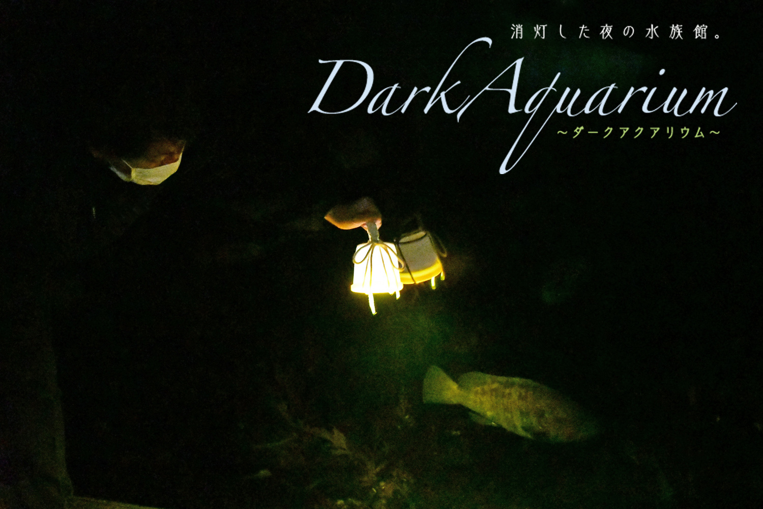 新江ノ島水族館で夜の生態観察 グルメや夜景も楽しめる夜間イベント Darkaquarium ダークアクアリウム 開催決定 Spice エンタメ特化型情報メディア スパイス