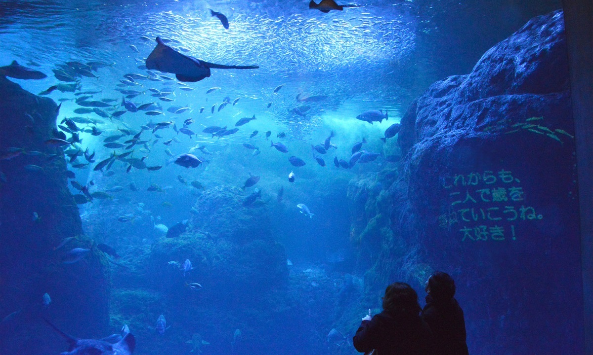 相模湾大水槽メッセージ投影（新江ノ島水族館）