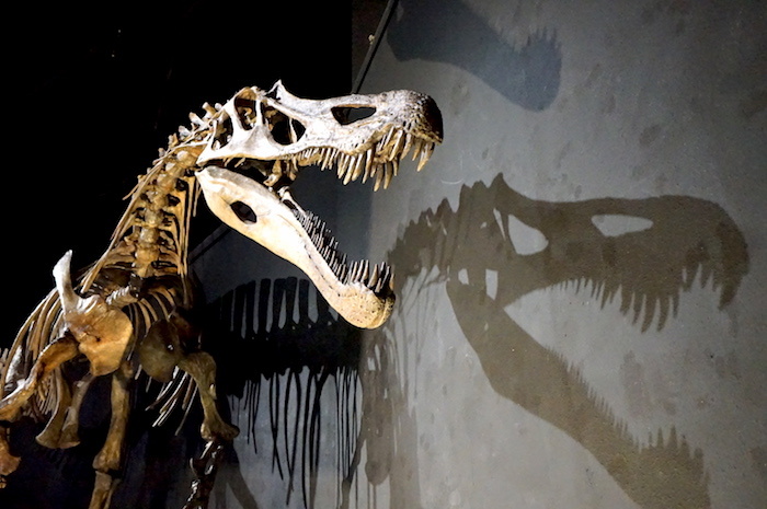 スピノサウルス復元骨格
