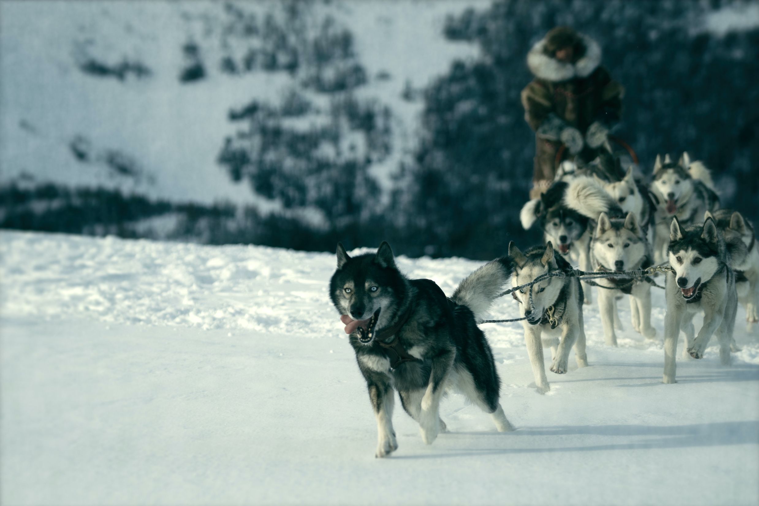 ウィレム デフォー 犬 ディズニーのアドベンチャー映画 トーゴー よりインタビュー映像を公開 Spice エンタメ特化型情報メディア スパイス