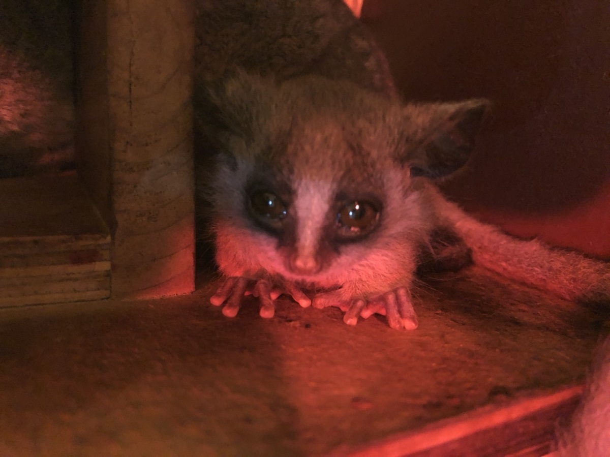 伊豆シャボテン動物公園でラマ クロカンガルー リスザル ショウガラゴの赤ちゃん が誕生 Spice 伊豆シャボテン動物公園で 年10月3日 ｄメニューニュース Nttドコモ