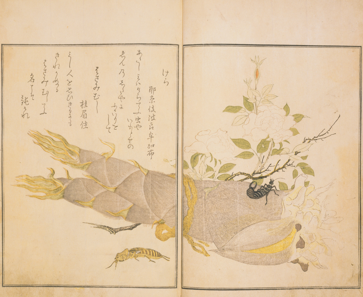 宿屋飯盛撰 / 喜多川歌麿画《画本虫撰》彩色摺大本　天明8（1788）　千葉市美術館蔵　前期展示：4/22〜5/18（後期は別本を展示）