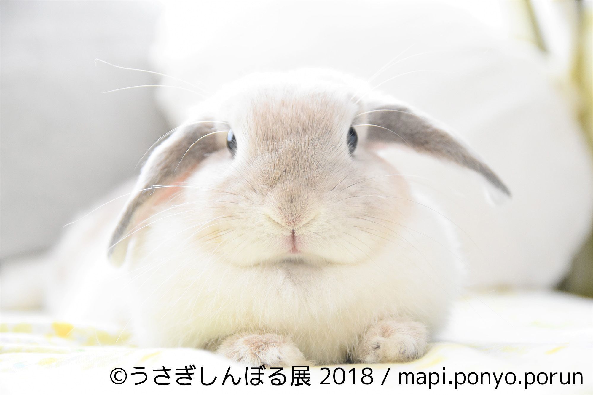 うさぎの合同写真展 物販展 うさぎしんぼる展 2018 が開催 トータルsnsフォロワー数100万人超えのクリエイターが集結 Spice エンタメ特化型情報メディア スパイス