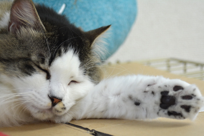 フレンドリーな猫たちに癒される 里親募集型の猫カフェをレポート カフェブラン 横浜市青葉区 Spice エンタメ特化型情報メディア スパイス