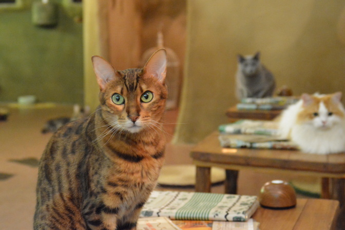 猫スタッフの名前や特徴などが書かれた冊子が各テーブルにあります