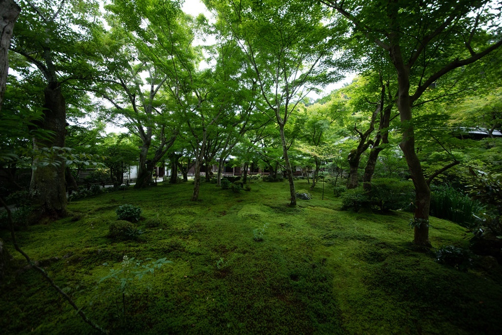 圓光寺 紅葉の美しさで知られる臨済宗のお寺