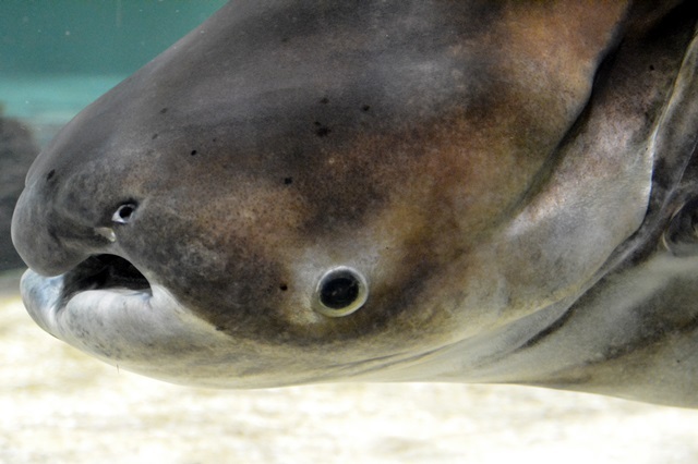 タイで 神の使い と呼ばれているナマズの仲間とは 長崎ペンギン水族館 Vol 2 Spice エンタメ特化型情報メディア スパイス