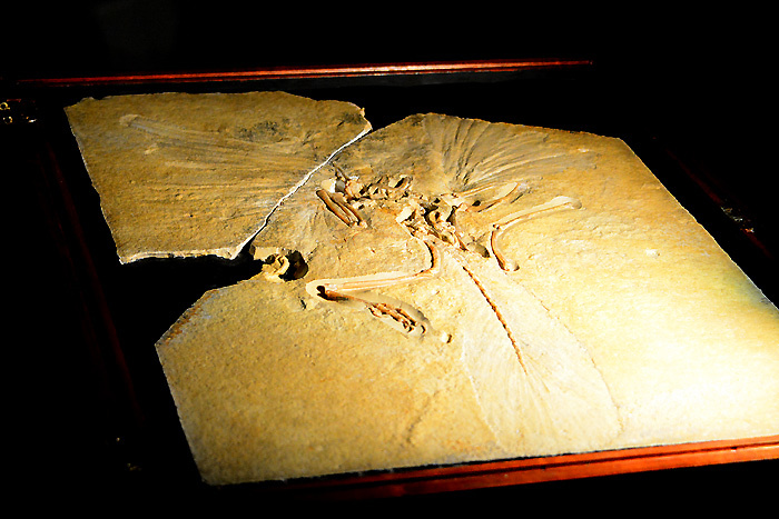 始祖鳥│ドイツ　ジュラ紀後期、1億4700万年前