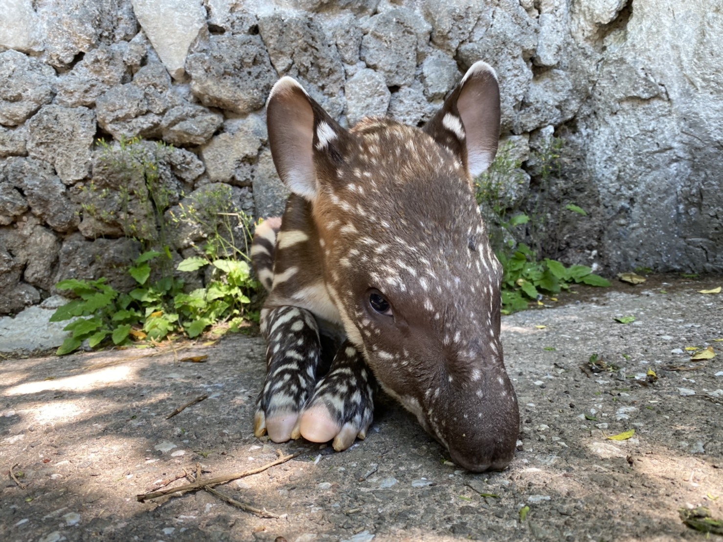 ブラジルバクの赤ちゃん