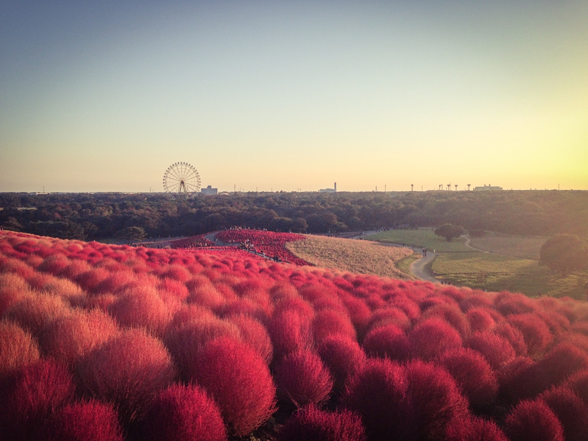 コキアが広がる、ひたちなか海浜公園の風景