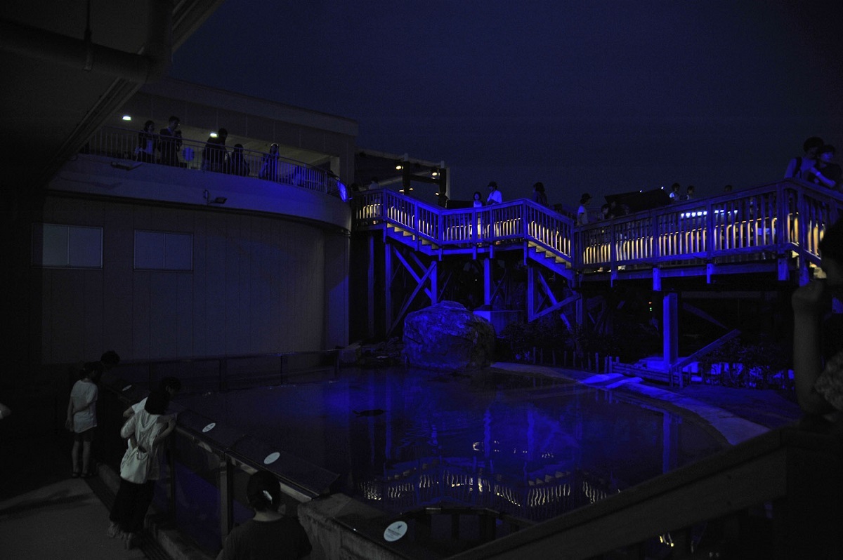 新江ノ島水族館で夜の生態観察 グルメや夜景も楽しめる夜間イベント Darkaquarium ダークアクアリウム 開催決定 Spice エンタメ特化型情報メディア スパイス