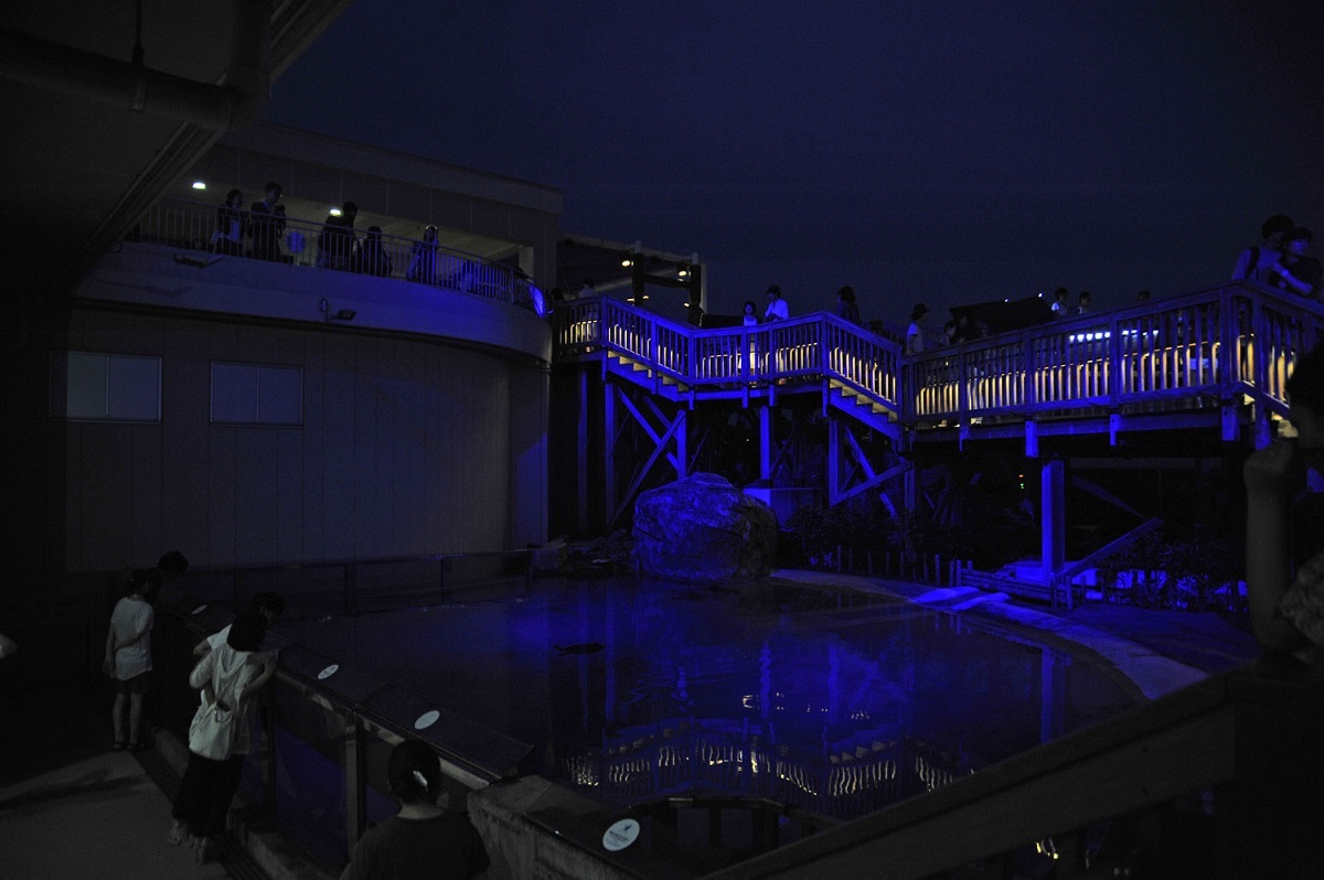 ウミガメの浜辺（新江ノ島水族館）