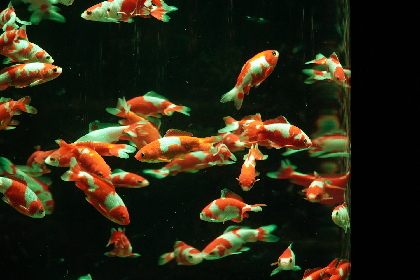 『アートアクアリウム美術館 GINZA』銀座三越にオープン　光と音で魅せる優雅な金魚アート