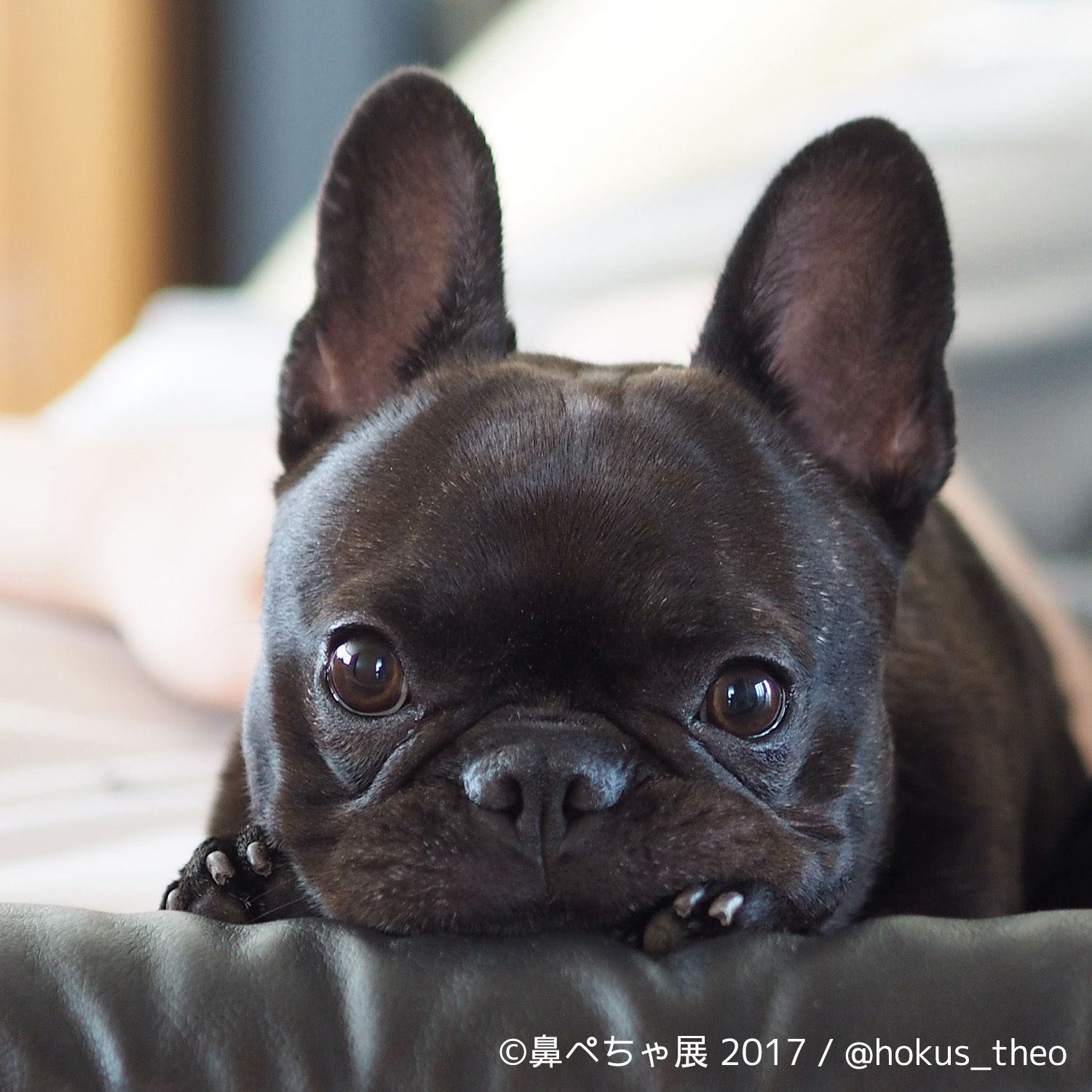 画像 ブサカワな 鼻ぺちゃ犬 の写真展が浅草橋にて開催 フレンチブルにパグにチワワまで インスタ有名犬が大集合 の画像6 Spice エンタメ特化型情報メディア スパイス