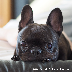 画像 ブサカワな 鼻ぺちゃ犬 の写真展が浅草橋にて開催 フレンチブルにパグにチワワまで インスタ有名犬が大集合 の画像2 Spice エンタメ特化型情報メディア スパイス