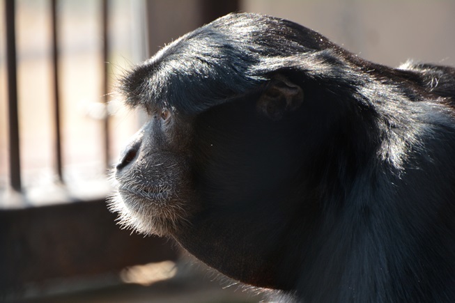 クロハゲワシを国内で唯一見られる場所 九十九島動植物園森きらら Vol 1 Spice エンタメ特化型情報メディア スパイス