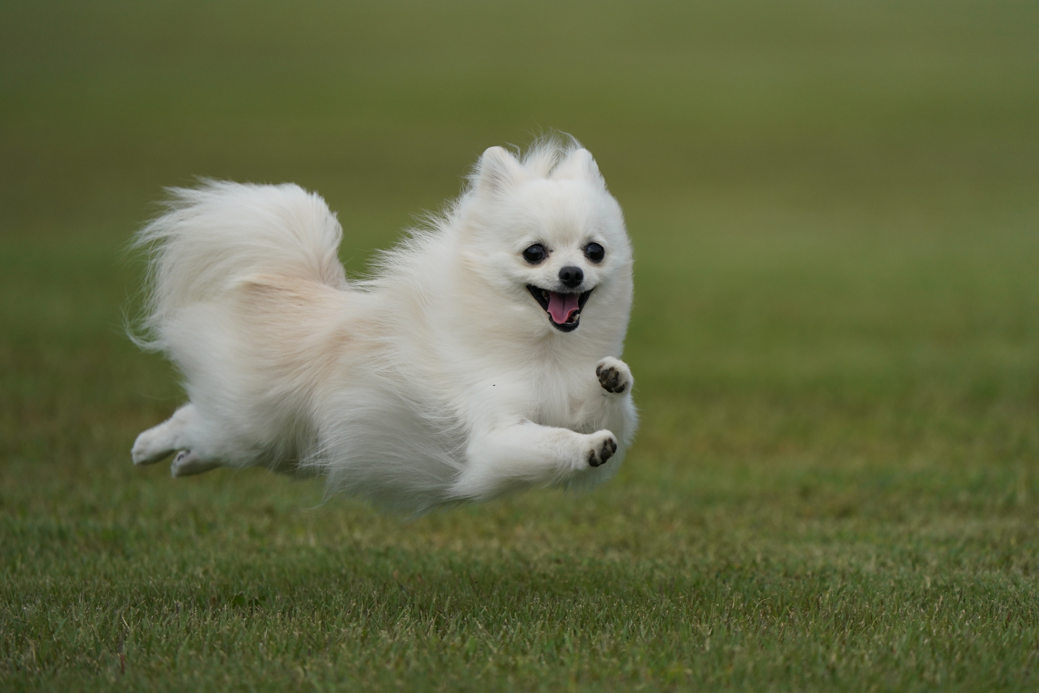 『The Dogs Festival「Gyutto」』 (c)飛行犬