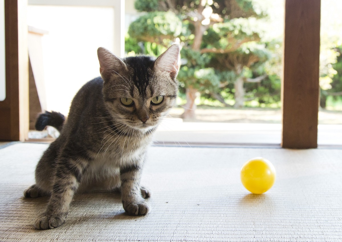 パスタ (C)2017 Hit-Point／『映画ねこあつめ』製作委員会