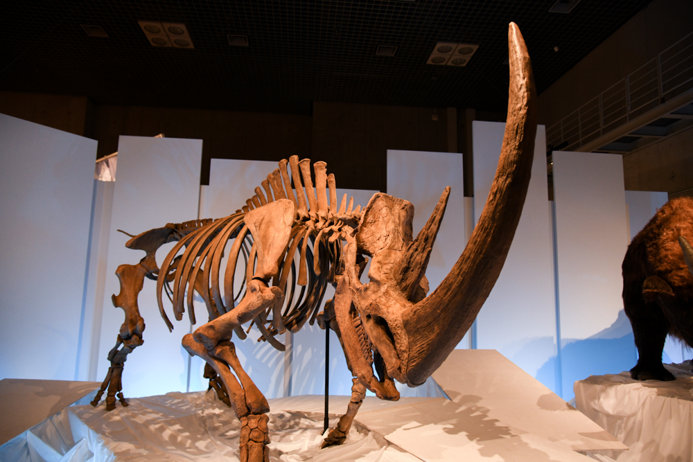 特別展『化石ハンター展 ～ゴビ砂漠の恐竜とヒマラヤの超大型獣～』