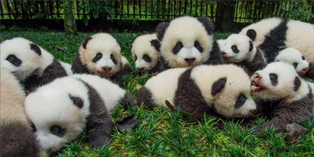 かわいいだけじゃない 野生動物としてのパンダに迫る写真集 Panda Love 知られざるパンダの世界 Spice エンタメ特化型情報メディア スパイス