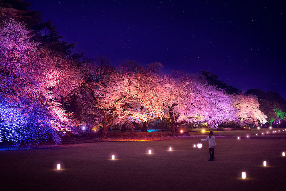 新宿御苑の希少な八重桜「フクロクジュ」が幻想的にライトアップ