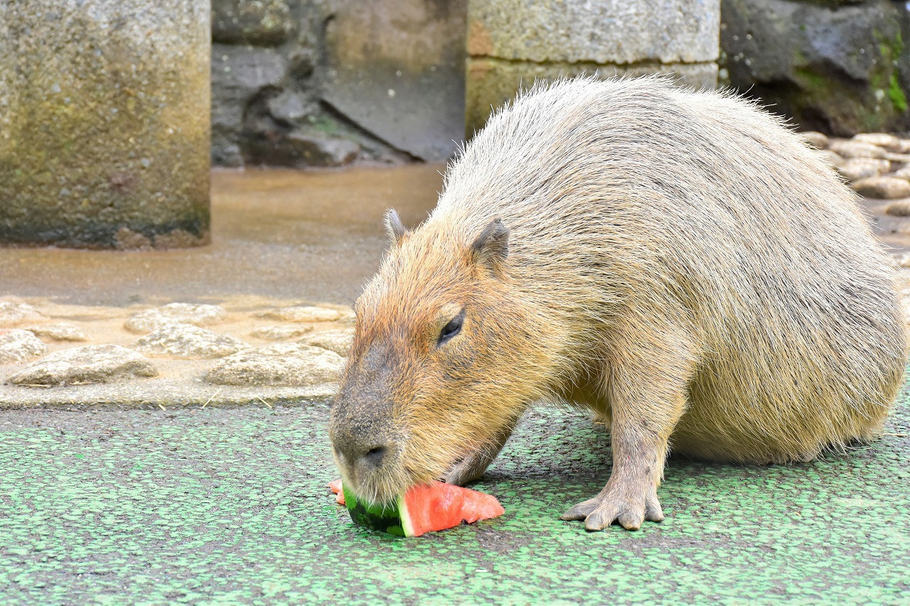 カピバラのスイカ早食い競争