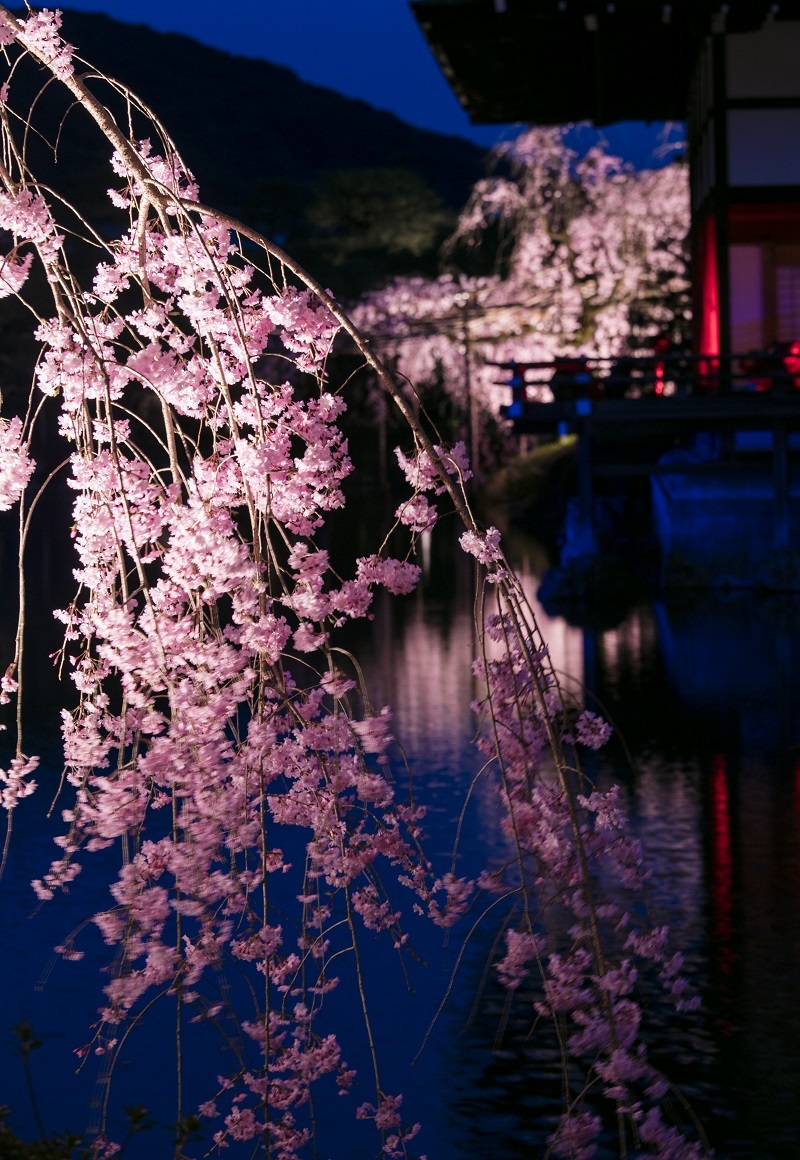 平安神宮の桜