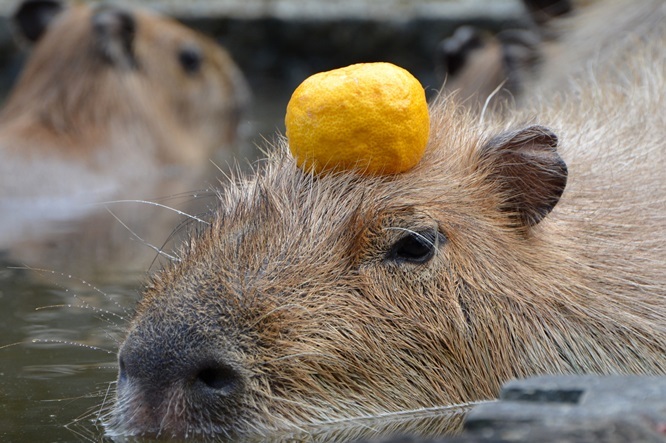 冬の風物詩 カピバラ温泉 が人気 埼玉県こども動物自然公園 Vol 1 Spice エンタメ特化型情報メディア スパイス