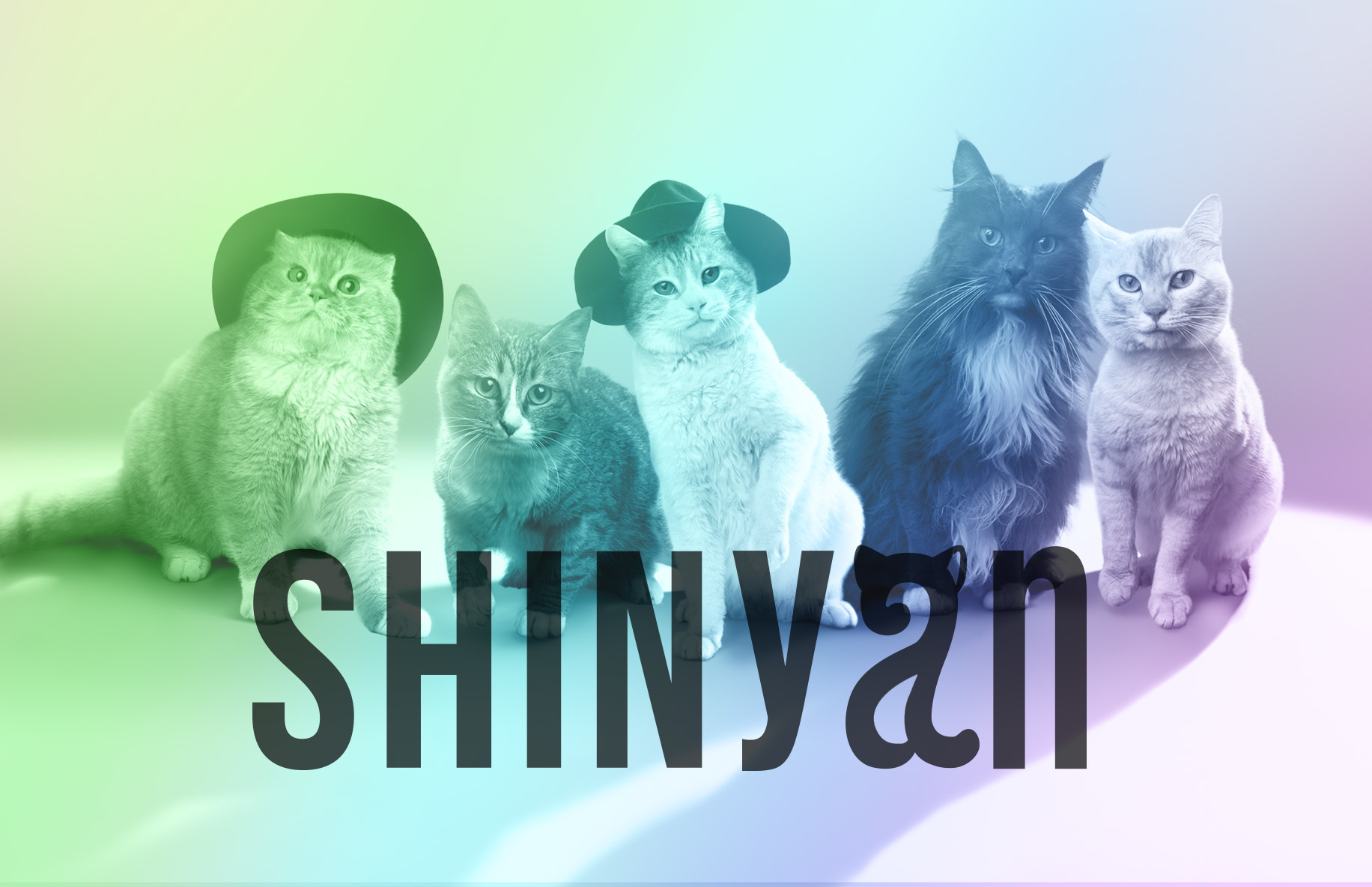 猫5匹によるSHINeeのコピーグループ・SHINyanが本日デビューへ | SPICE