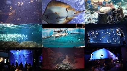 新江ノ島水族館「おひとりさま水族館」でバックヤードツアー実施決定、前回イベントで振り返る見所紹介