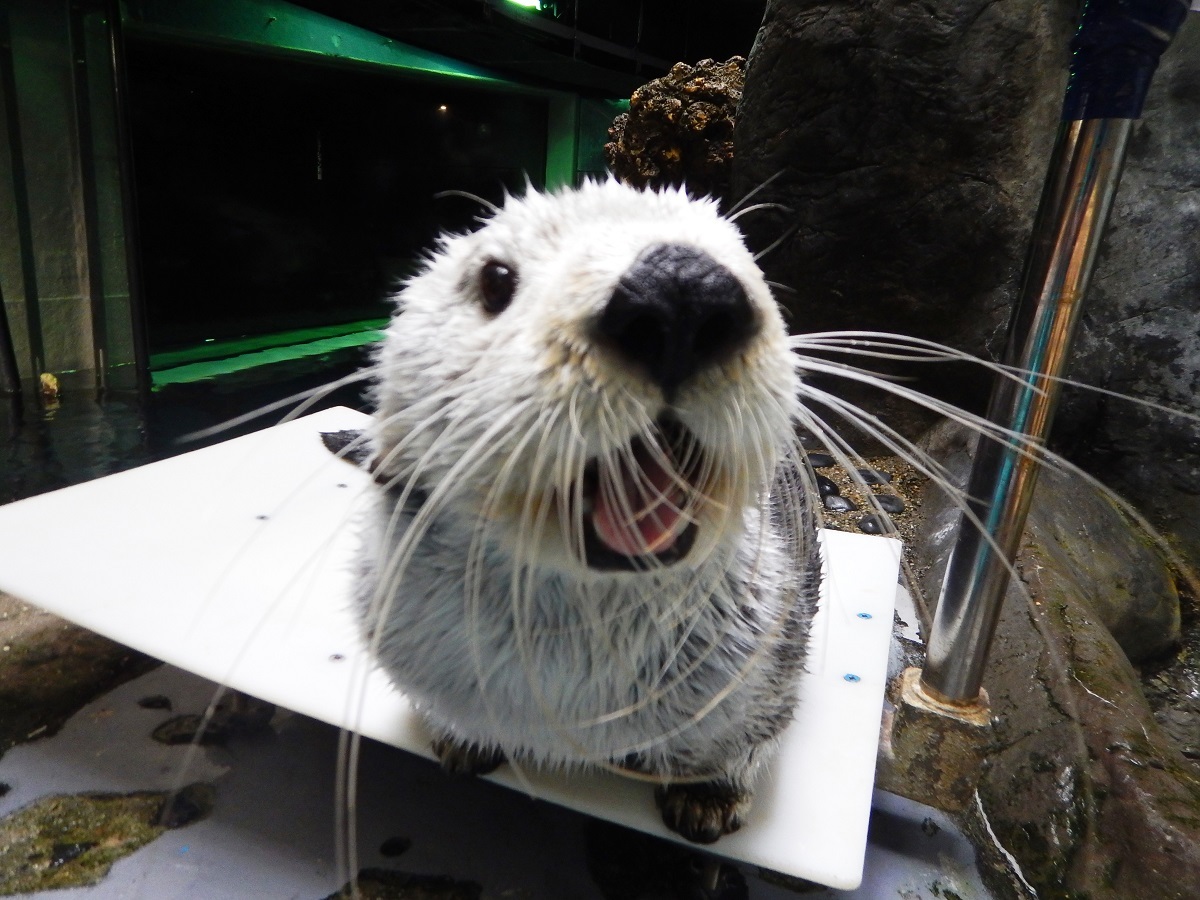 わがまま ラッコ パタ の写真展が開催に 飼育員によって撮られた100点以上の写真を展示 Spice エンタメ特化型情報メディア スパイス