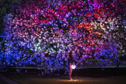 新宿御苑の希少な八重桜「フクロクジュ」が幻想的にライトアップ　『NAKED桜の新宿御苑2023』いよいよ4月23日まで