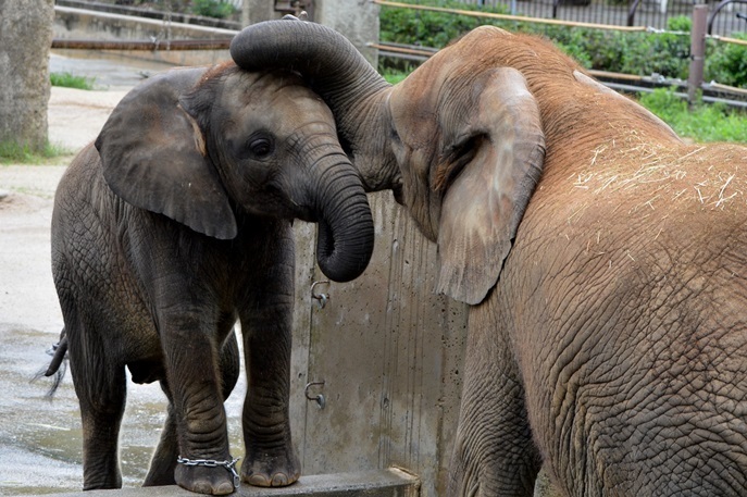 国内で唯一アフリカゾウの家族に会える！「愛媛県立とべ動物園」vol.1