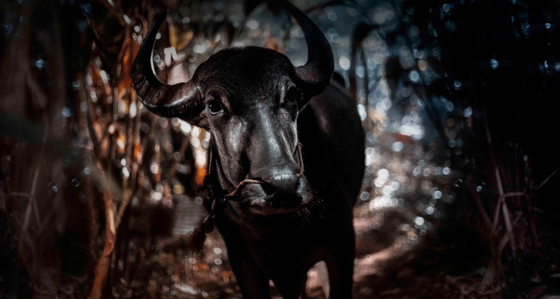 （C）2019 Jallikattu