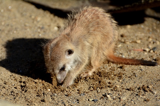 大人のマネをして穴を掘ろうとしている赤ちゃん（よこはま動物園ズーラシアにて2015年11月に撮影）