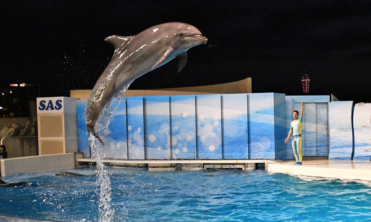 特別イルカショー（新江ノ島水族館）