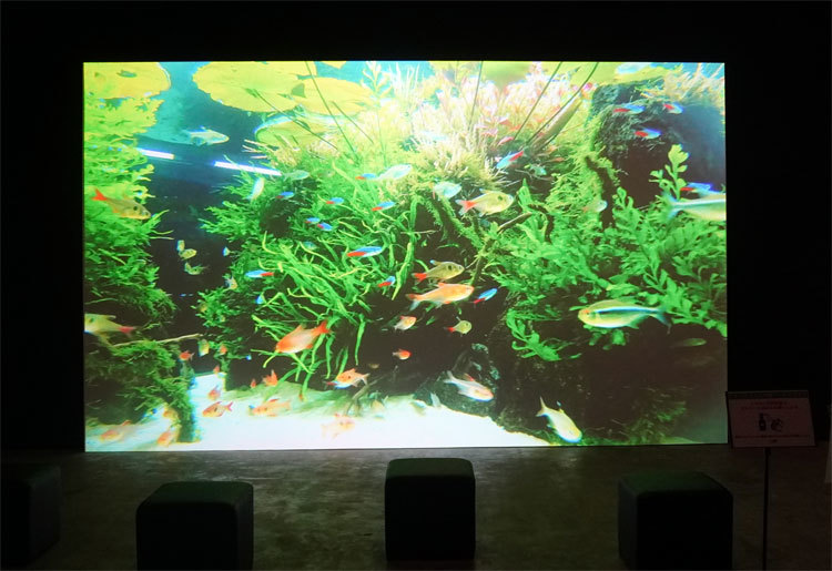 すみだ水族館「自然水景」の水中動画。臨場感溢れる映像により、没入感を味わえる。